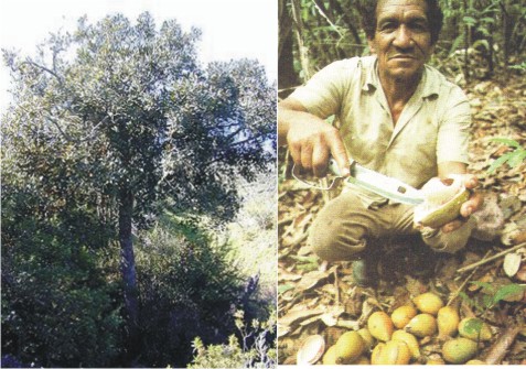 پوتریا اوکوکوی